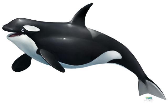 Killer Whale Wall Mural - Create-A-Mural