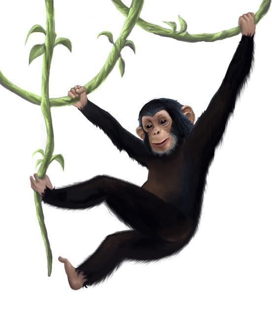 Monkey Mural Decal - Create-A-Mural