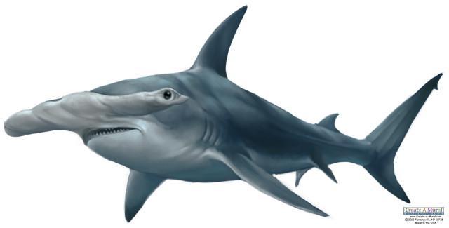 Hammerhead Shark Mural Decal - Create-A-Mural